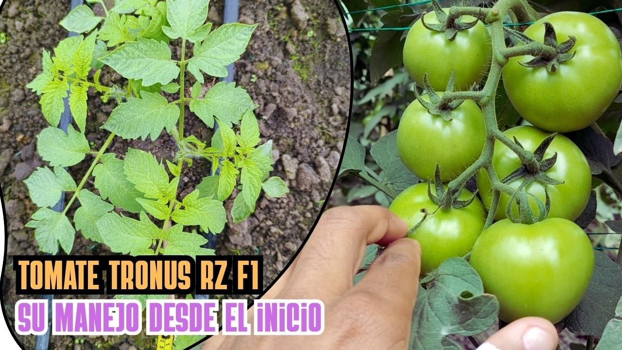 NUEVO CULTIVO DE TOMATE TRONUS RZ F1 y su manejo completo desde el inicio