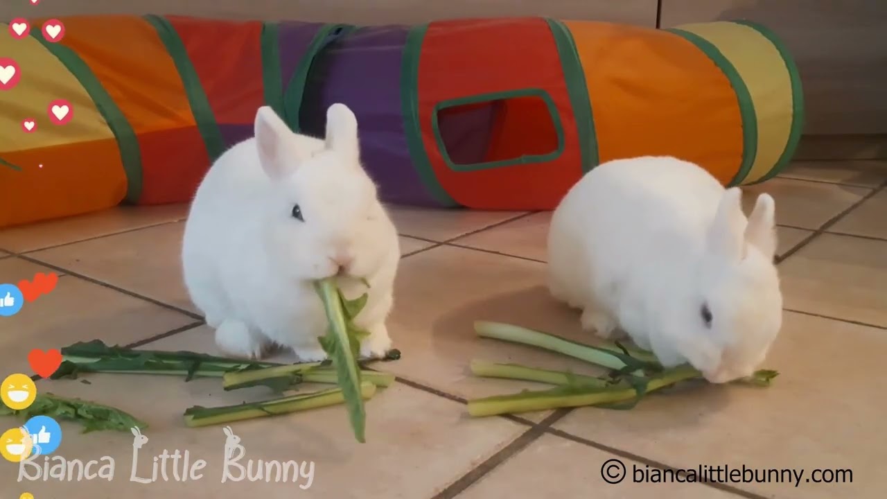 Due Conigliette Nane Non Riescono a Resistere alla Catalogna 🥬😂🐰
