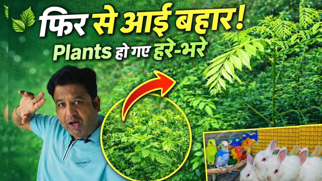 एक बार फिर लौट आई बहार 🌿 | Plants हो गए Green | Cockatiel Eggs & Baby Rabbits Update | Vlog