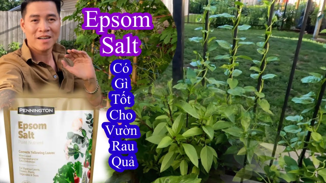 Chia Sẻ Chút Xíu Về Muối Epsom Salt . Công Dụng Của Nó Giúp Gì Cho Vườn Rau Cây Trái Nhà Bạn.