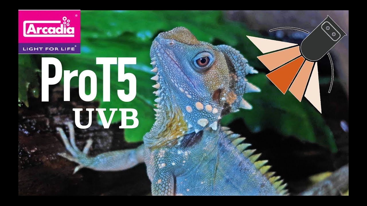 Best UVB Light For Reptiles?? Arcadia ProT5 Review