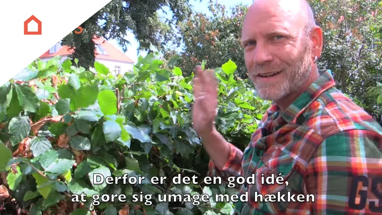 Sådan klipper du hækken flot og sund