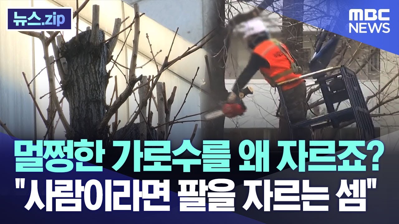 멀쩡한 가로수를 왜 자르죠? 