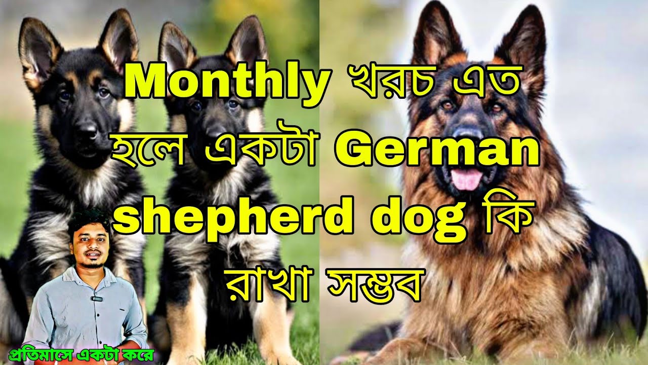 একটি German shepherd dog এর monthly খরচ কেমন হয়ে থাকে | pom tv love dog #gsd #gsddogprice #gsdpuppy