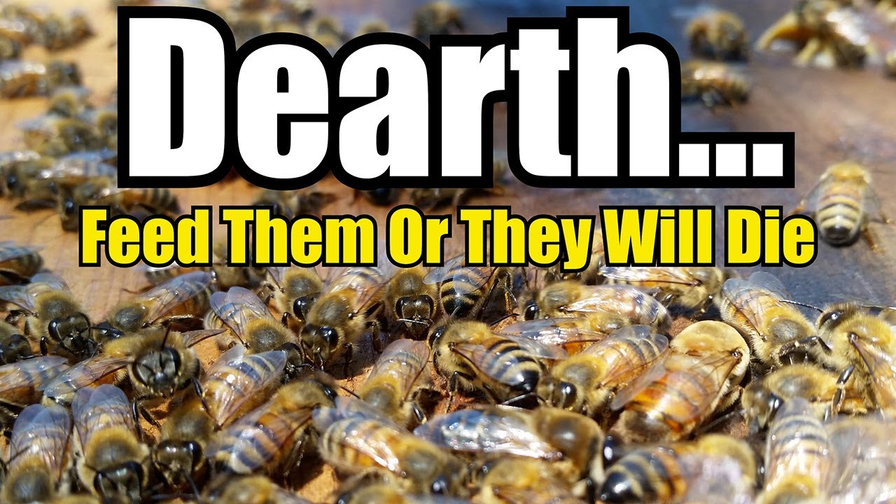 Dearth... Feed Them Or They Will Die (Feeding Bees & Bee Feeder Options)