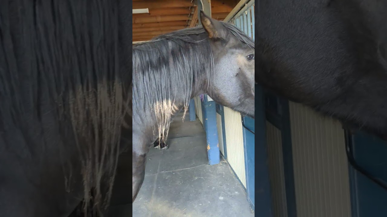 Time to feed Mr. cowboy. he's excited for dinner! He's a silly horse