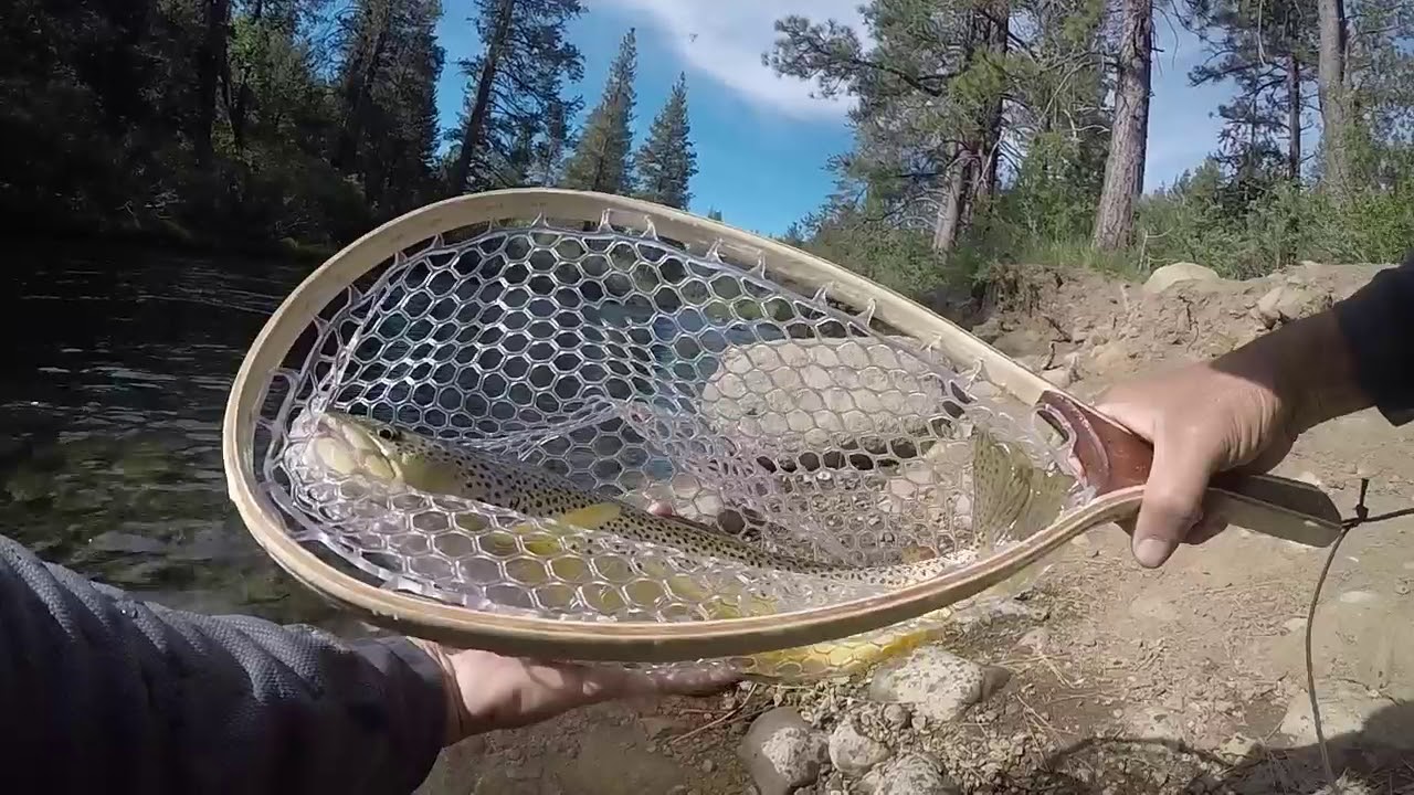 Powerful Truckee River Trout on Flies & Jigs ( off hwy 89, near Truckee, CA)