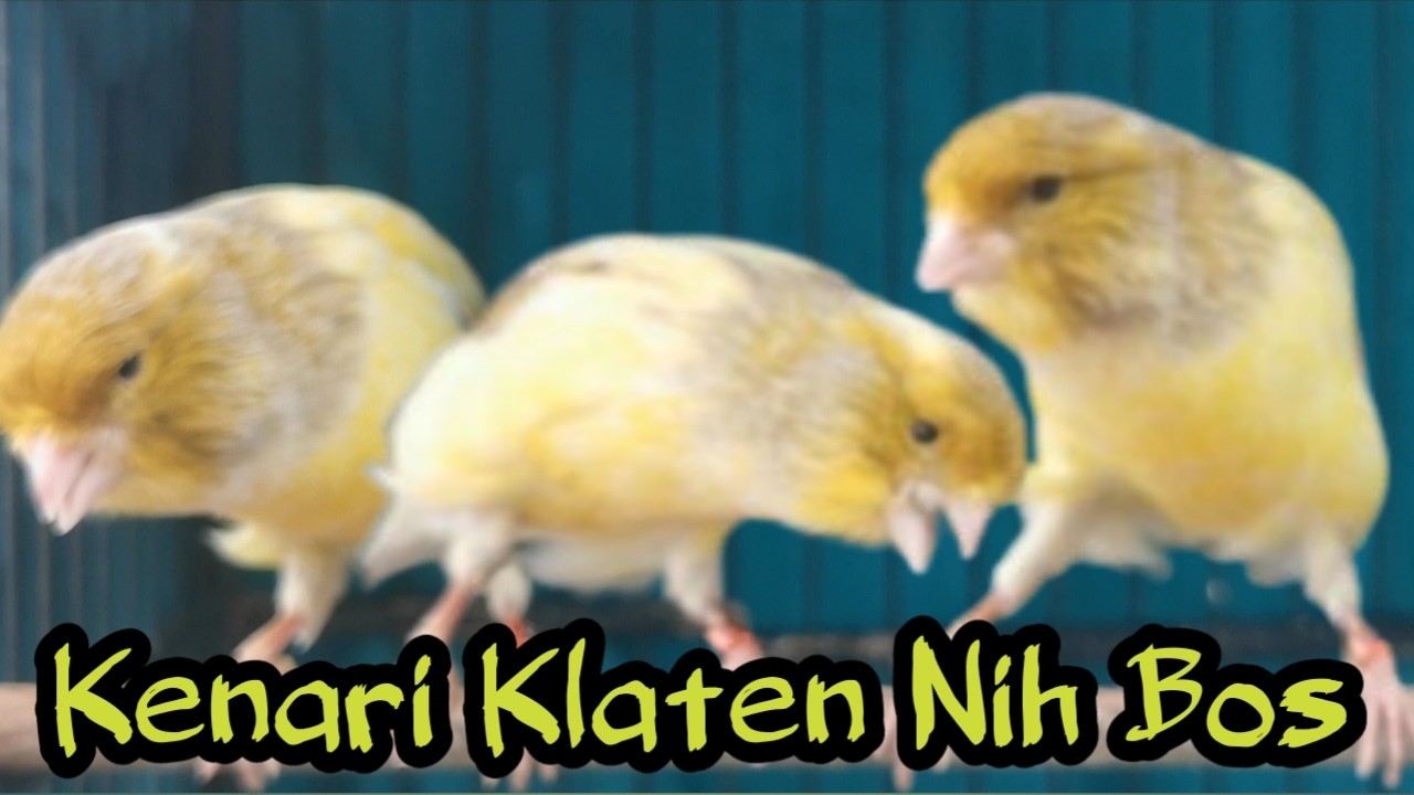 APA KABAR HARGA KENARI KLATEN LAMA KITA GK REVIEW