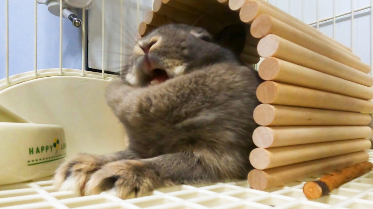 まふまふに埋もれるうさぎのあくび🐰