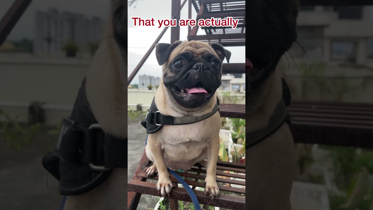 Pugs are awesome #pugsly #doglover #dog #pugy #dogowner #puppy #pugg #petowner #viralvideo #pets
