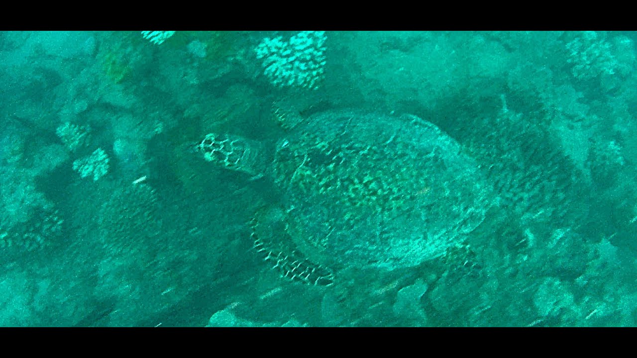 Great Barrier Reef Dive in 3 Different Storm Systems Hitting