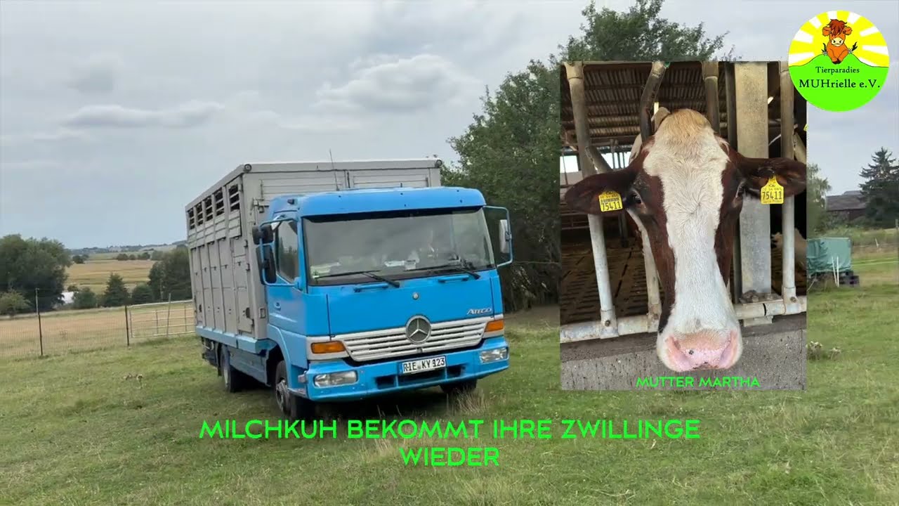 Milchkuh bekommt ihre Zwillinge wieder