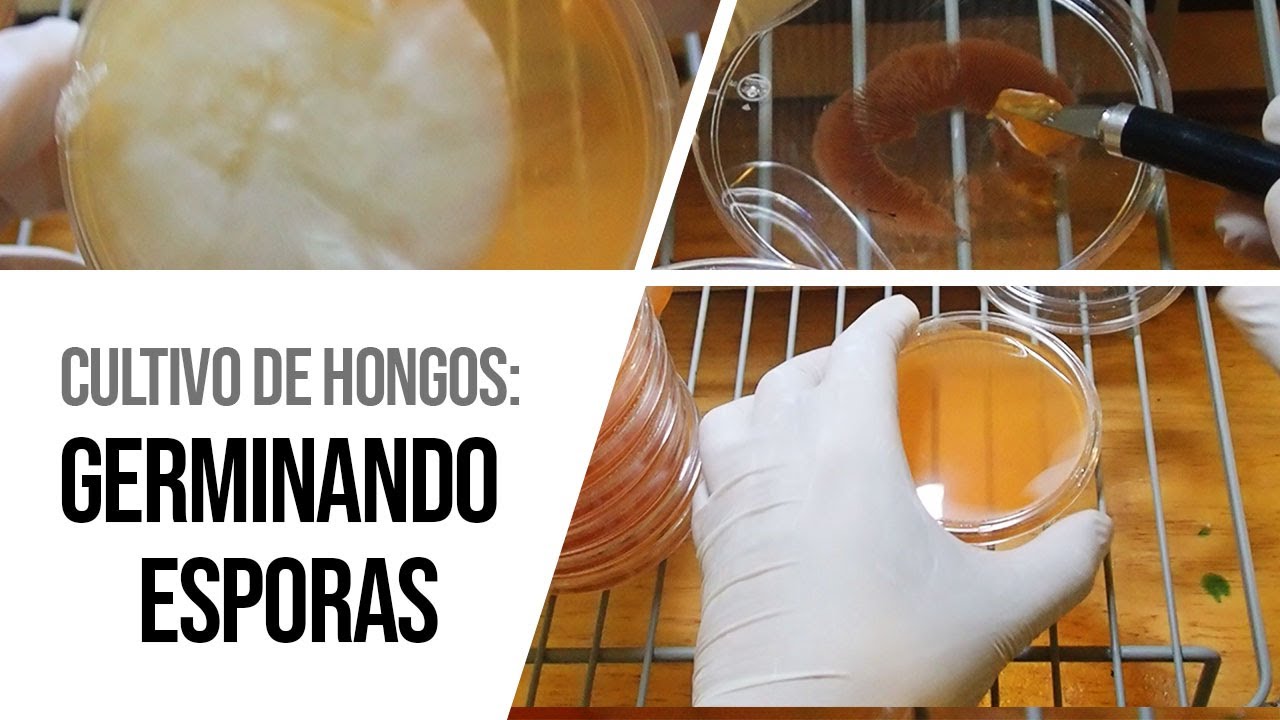 Cultivo de Hongos: Germinando esporas