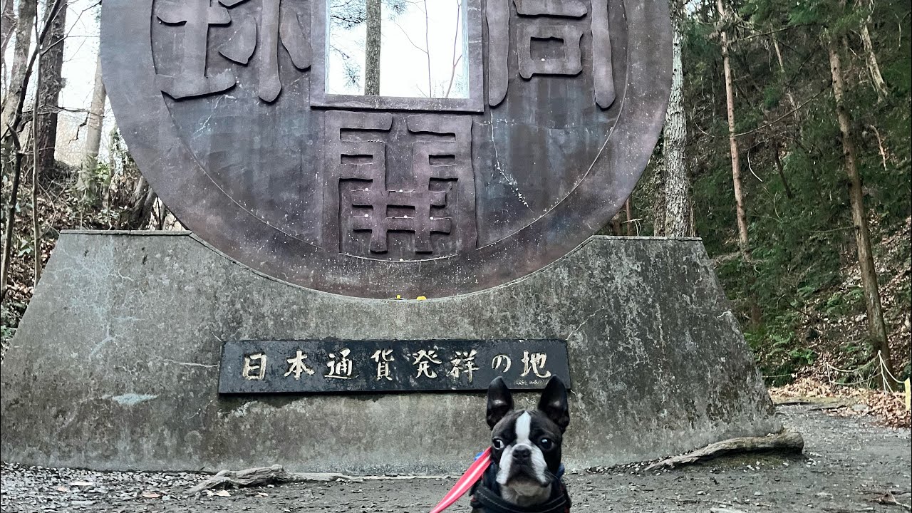 ボストンテリア　むさし　聖神社へお散歩
