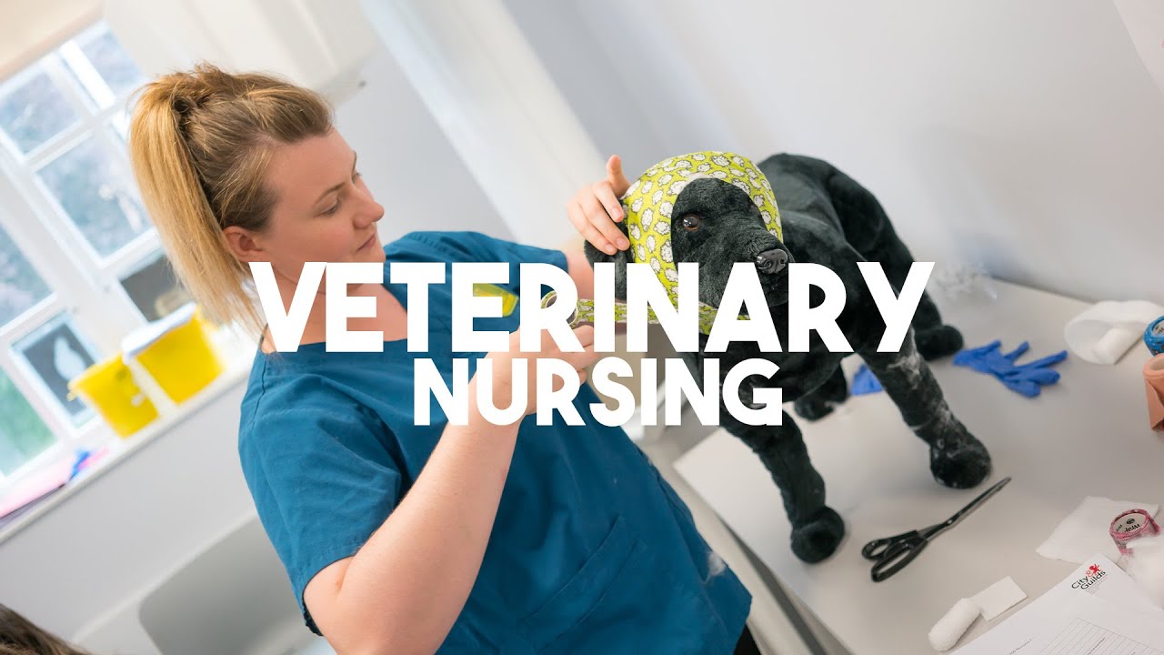 Study Veterinary Nursing at East Durham College's Houghall Campus in Durham