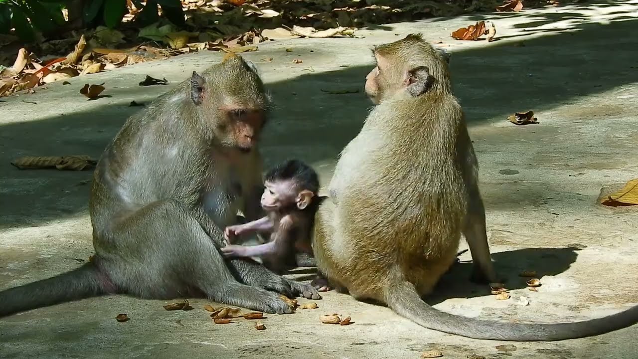 OMG..Young mom Jazzy take a think to get suggestion from Button following her action care baby.