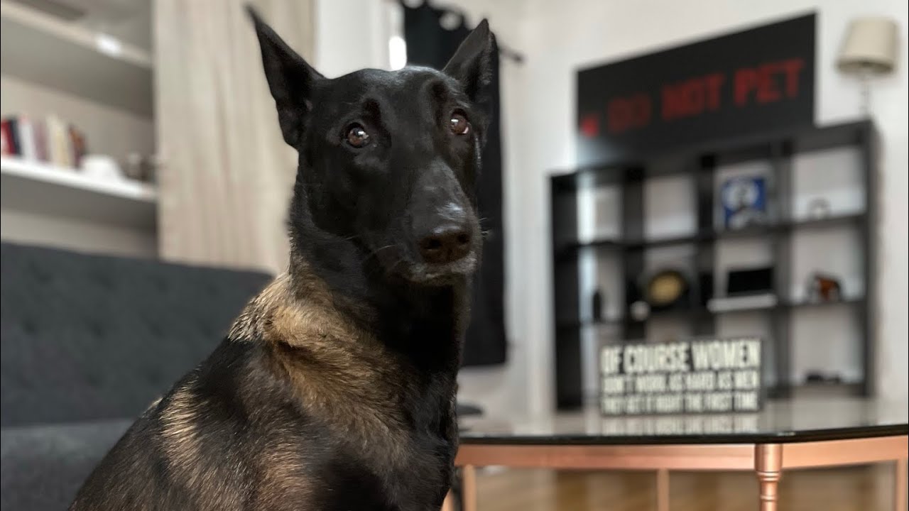 Apartment Living with a Belgian Malinois| Update on our New Home!