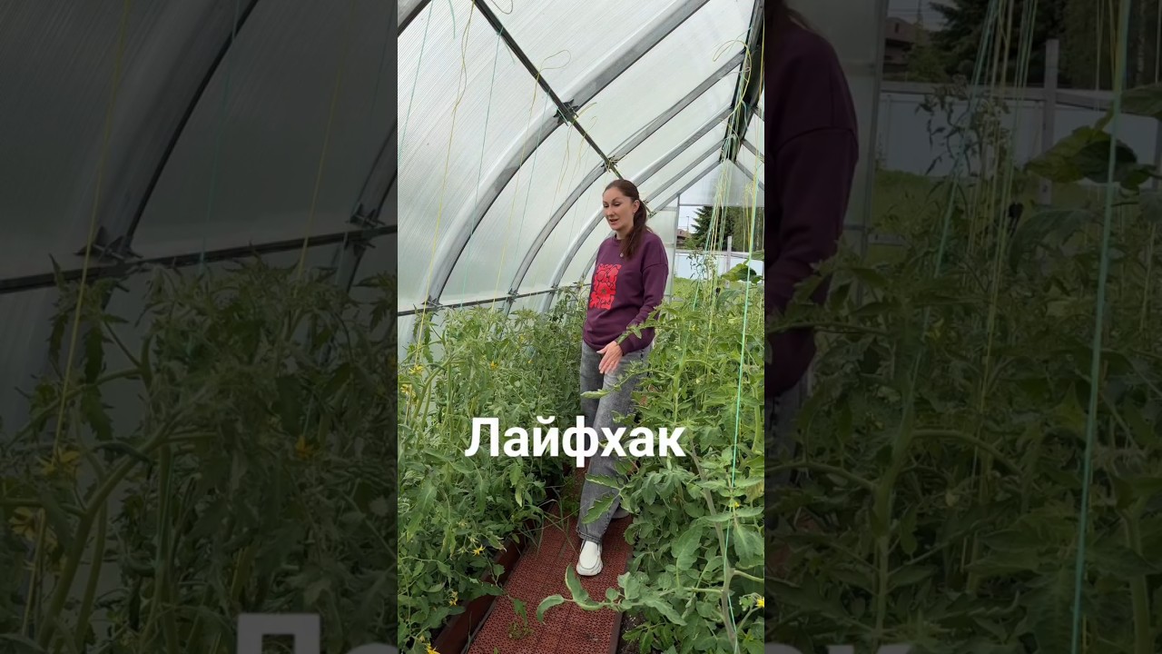 Чтобы томаты не вываливались в проход теплицы #садоводничество #огород #дачныйответ #дачныйсезон