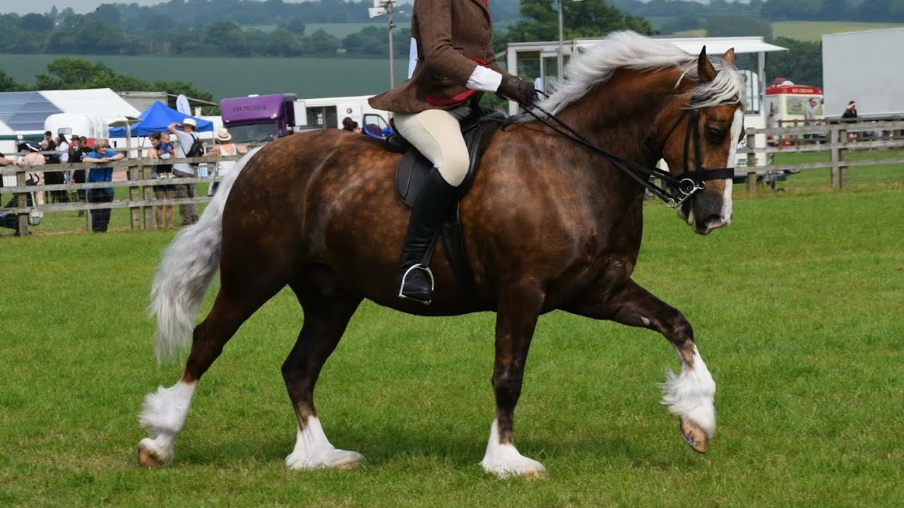 Sheir whisky aka willow, welsh section D, journey from foal to full grown horse