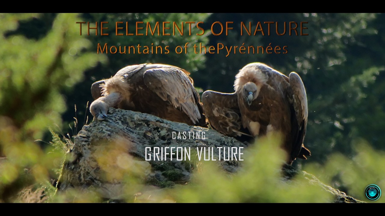 Vautours des Pyrénées : Vautours fauves - Voyage contemplatif