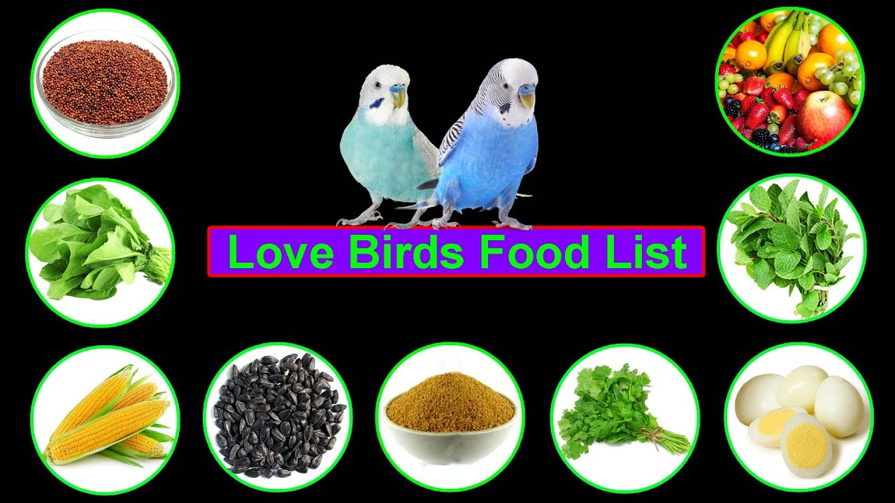Love Birds Food || Lovebirds Food List