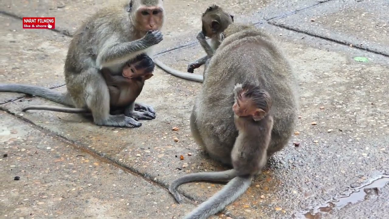 Sad face nearly to crying to tiny baby monkey Emma after the heavy rain maybe is being hungry milk