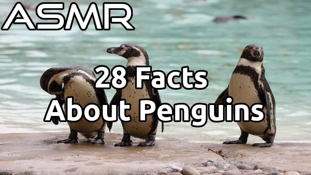 ASMR | 28 Facts About Penguins | Whispered