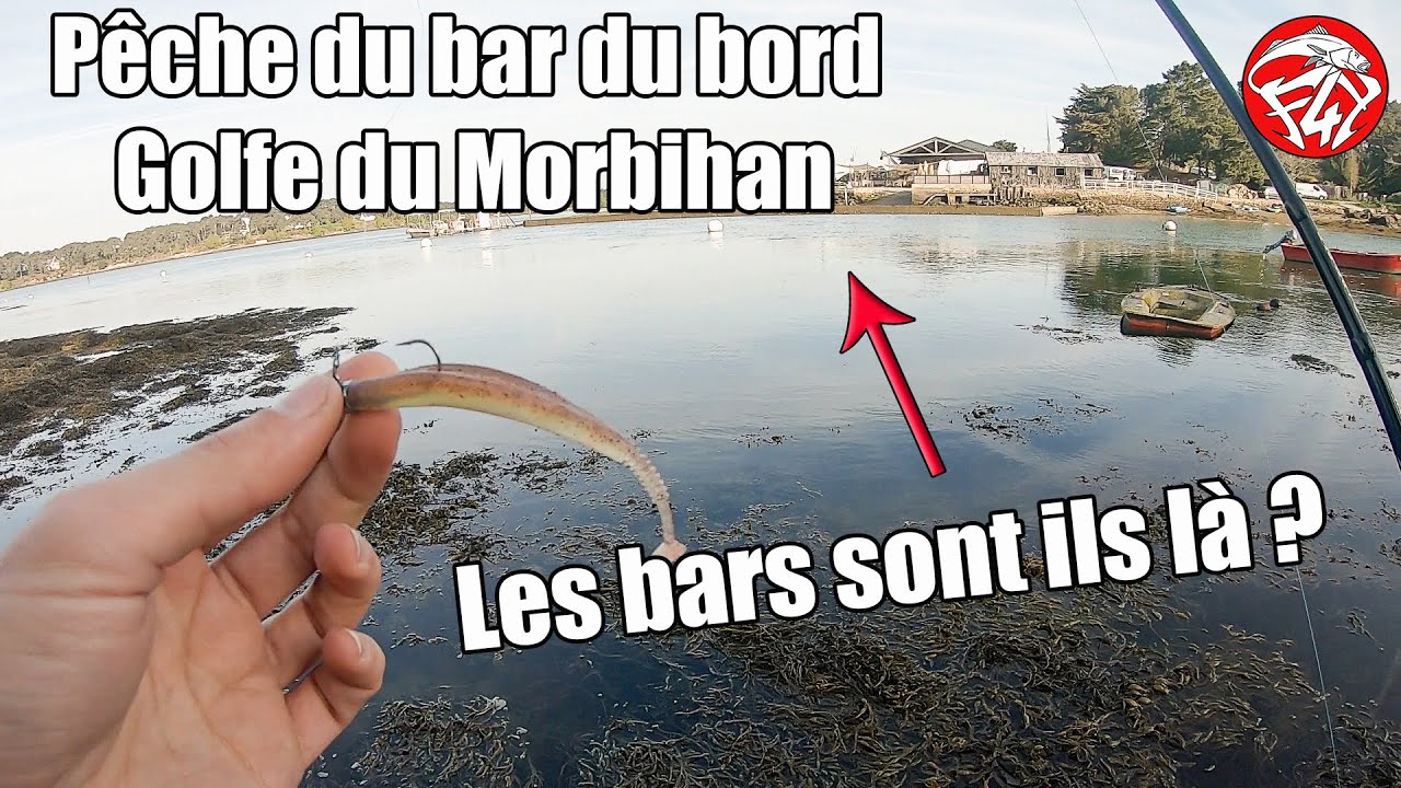 Pêche du bar du bord dans le GOLFE DU MORBIHAN: Les PREMIERS BARS de la saison 2022 ?