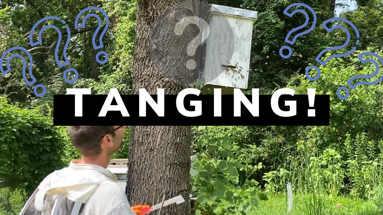 Does Tanging work? | Beginner Beekeeper Episode 12 | How to catch a flying swarm?