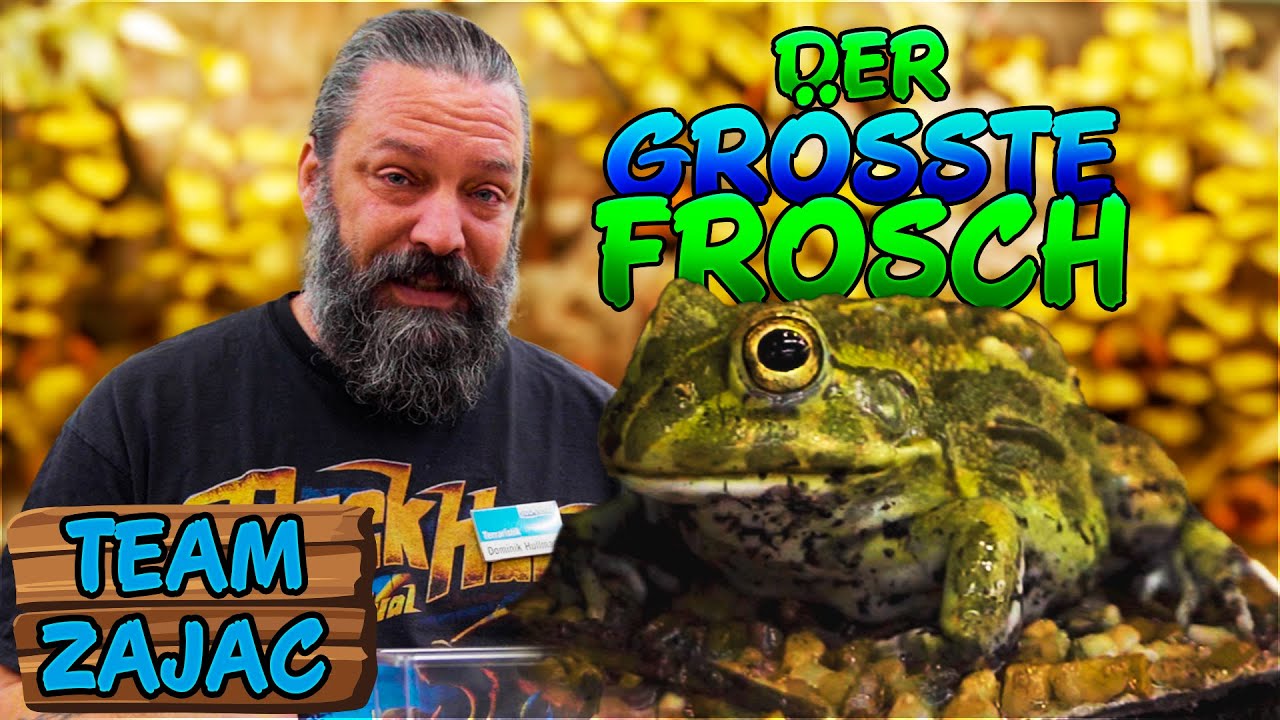 GRÖSSTER FROSCH DER WELT | Zoo Zajac
