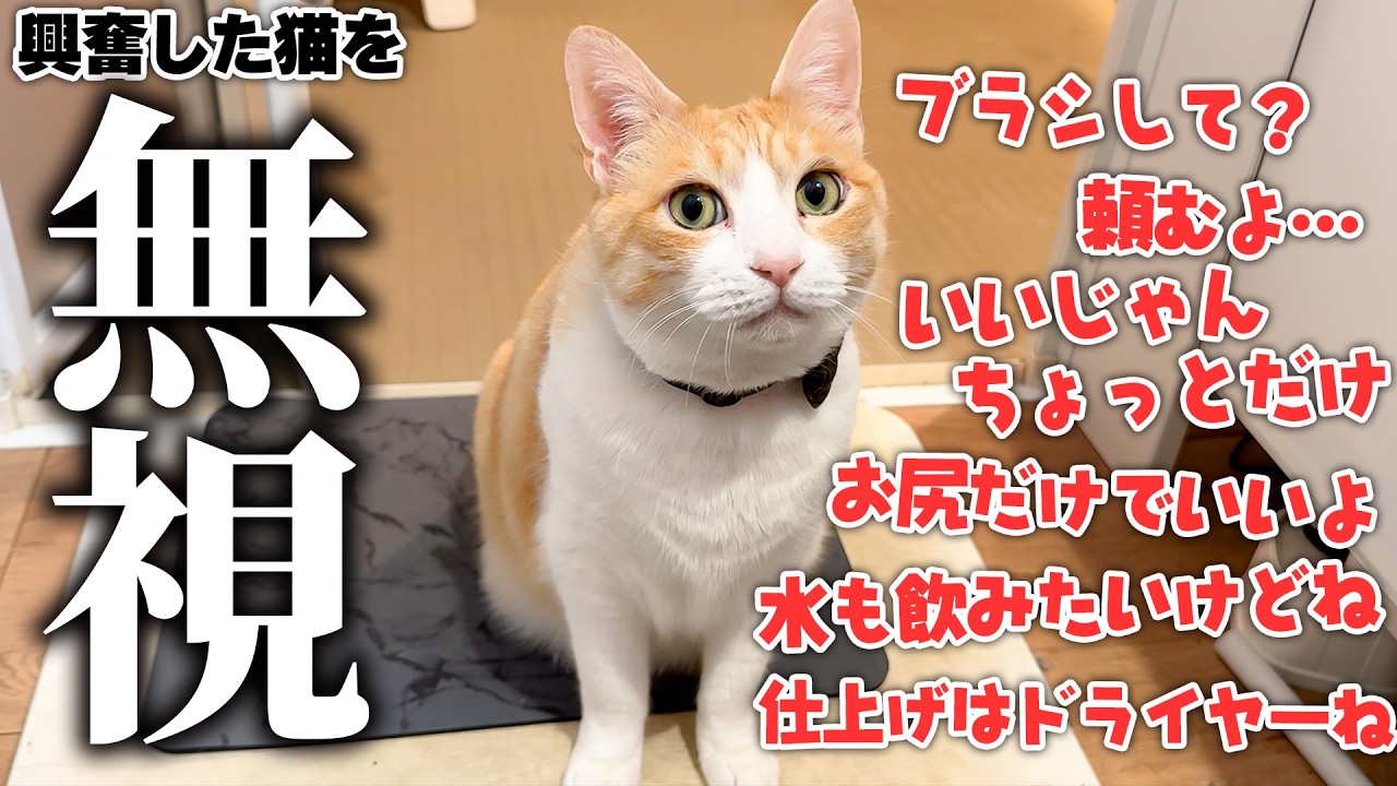 飼い主から無視され続けてるのに興奮してゴロゴロが止まらなくなる猫