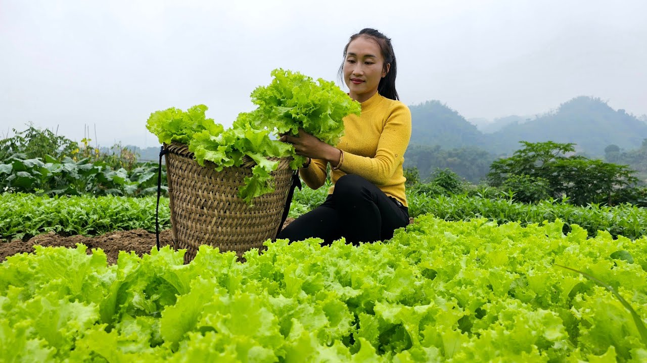 Harvest lettuce bring it to the market to sell - Cooking | Ly Thi Tam