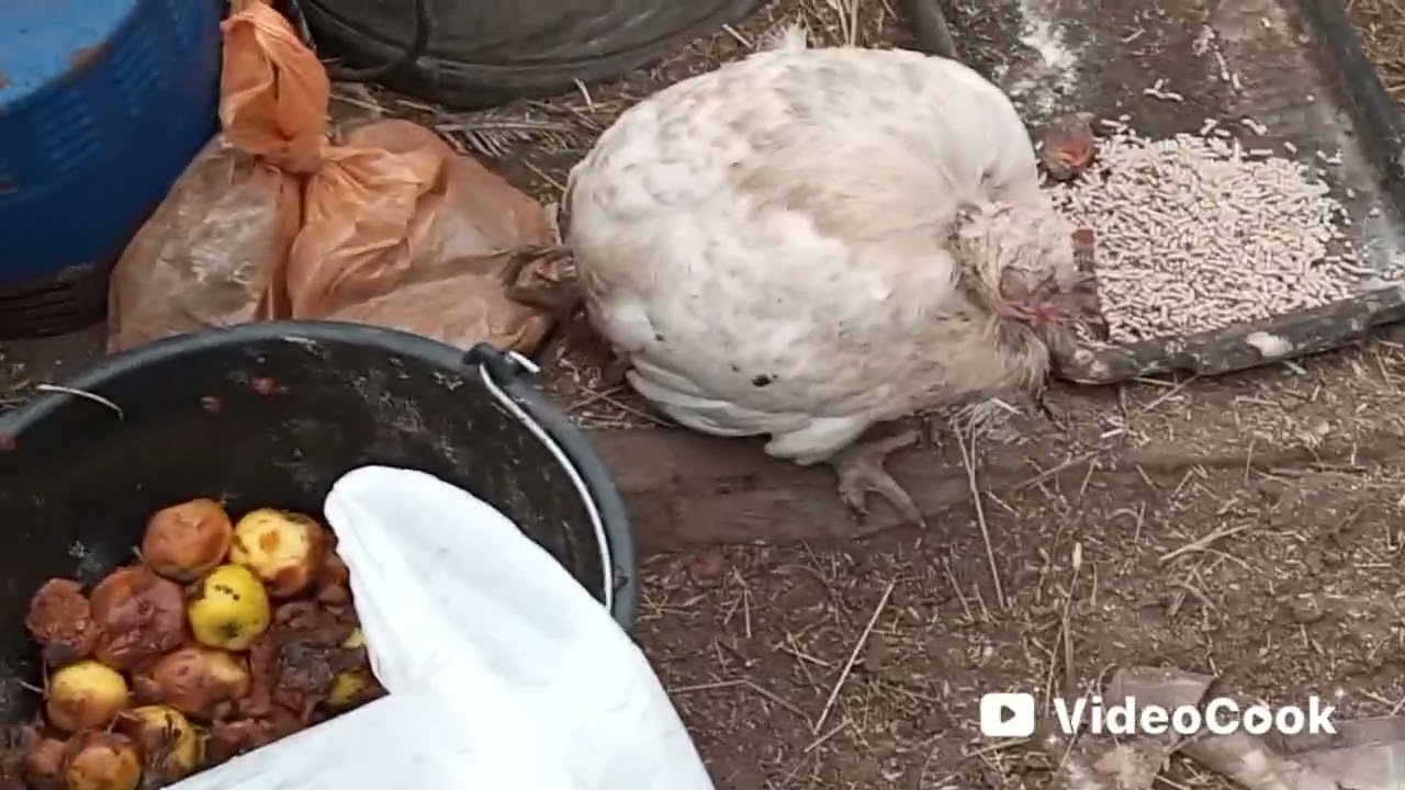 Ноябрь🌨️🍂лечу заболевших кур🐔💊🌧️❄️