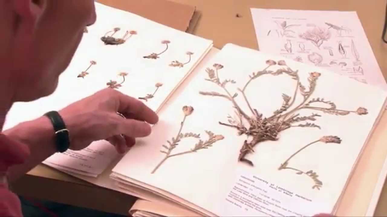 Herbarium Digitization