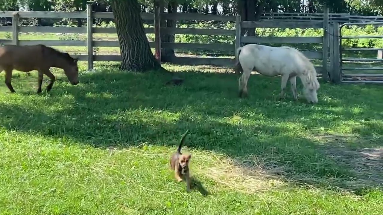  🌸Welcome Mini Mule Maple! 🐴