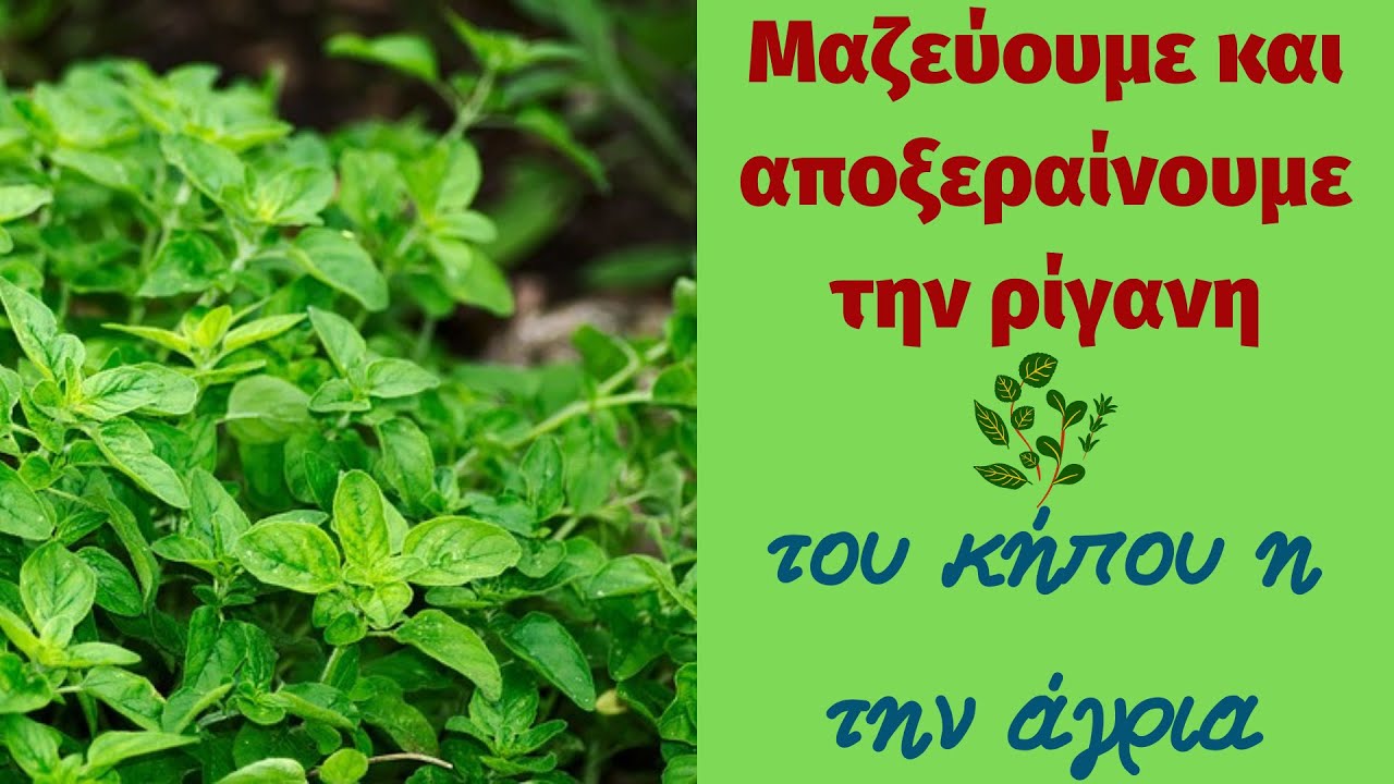 Μαζεύουμε και αποξεραίνουμε την ρίγανη του κήπου η την άγρια