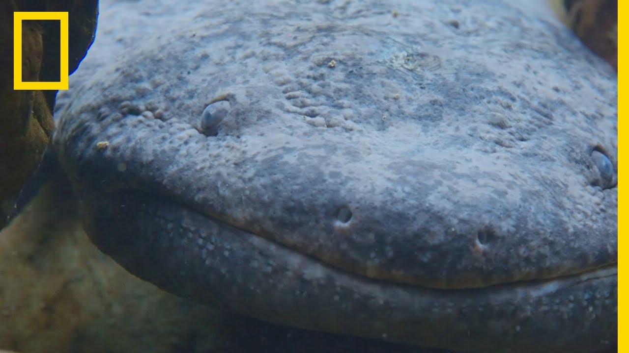 La salamandre g&eacute;ante : vestige vivant de la pr&eacute;histoire