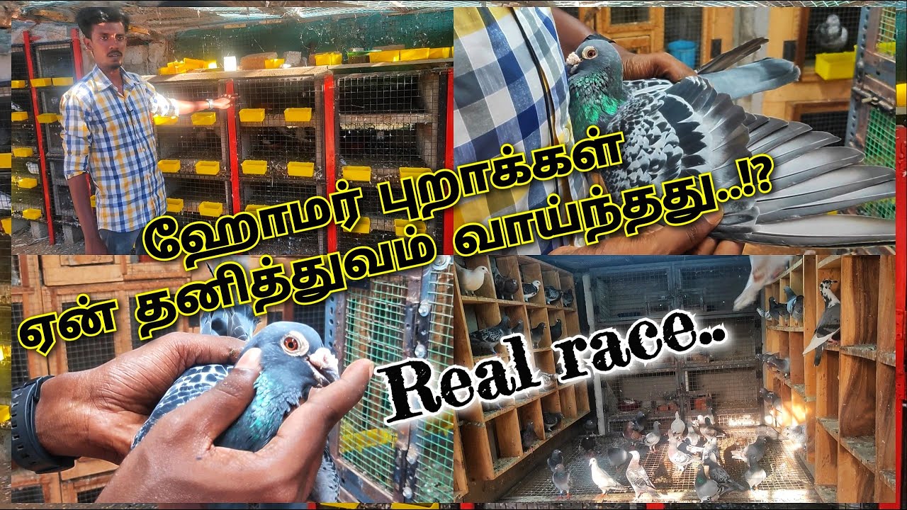பந்தய புறாக்களை பற்றிய முழு தகவல் | Homer pigeon | detailed video | Rj Farm.