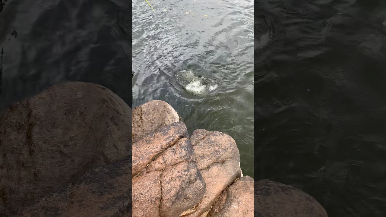 ලගටම ඇවිත් ගලවන් ගිය රෙඩ් ලයින් #deduruoya #fishing #riverfishing #fishflex #redline #snakehead