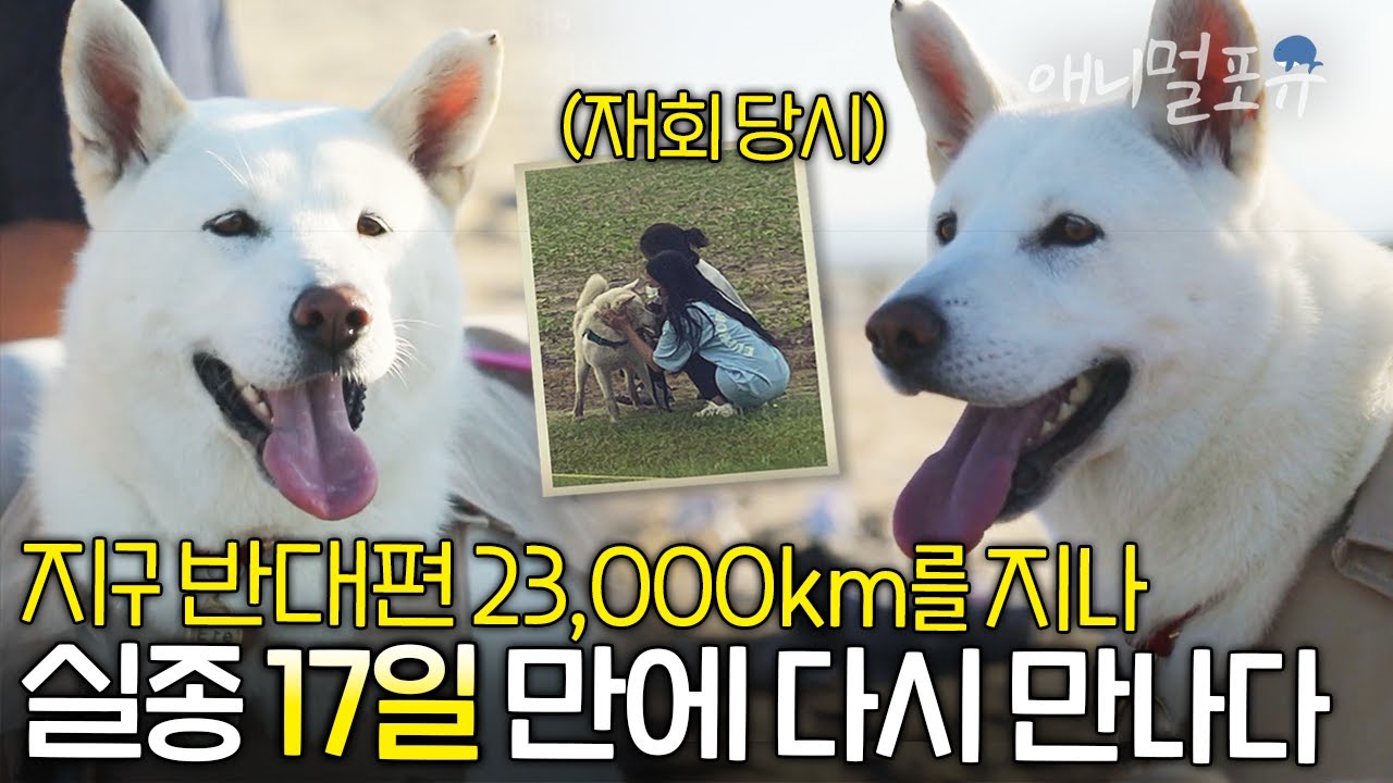 “임보 후 입양 보냈다가 실종..” 지구 반대편 바다를 건너 17일 만에 보호자와 다시 만난 개 | KBS 단짝 230930 방송