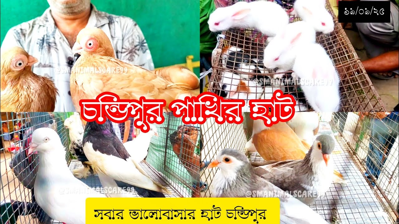 😱চন্ডিপুর পাখির হাট।। আজ প্রচুর পরিমাণে কালেকশন এবং সুন্দর কোয়ালিটি #chandipurpakhirhat 