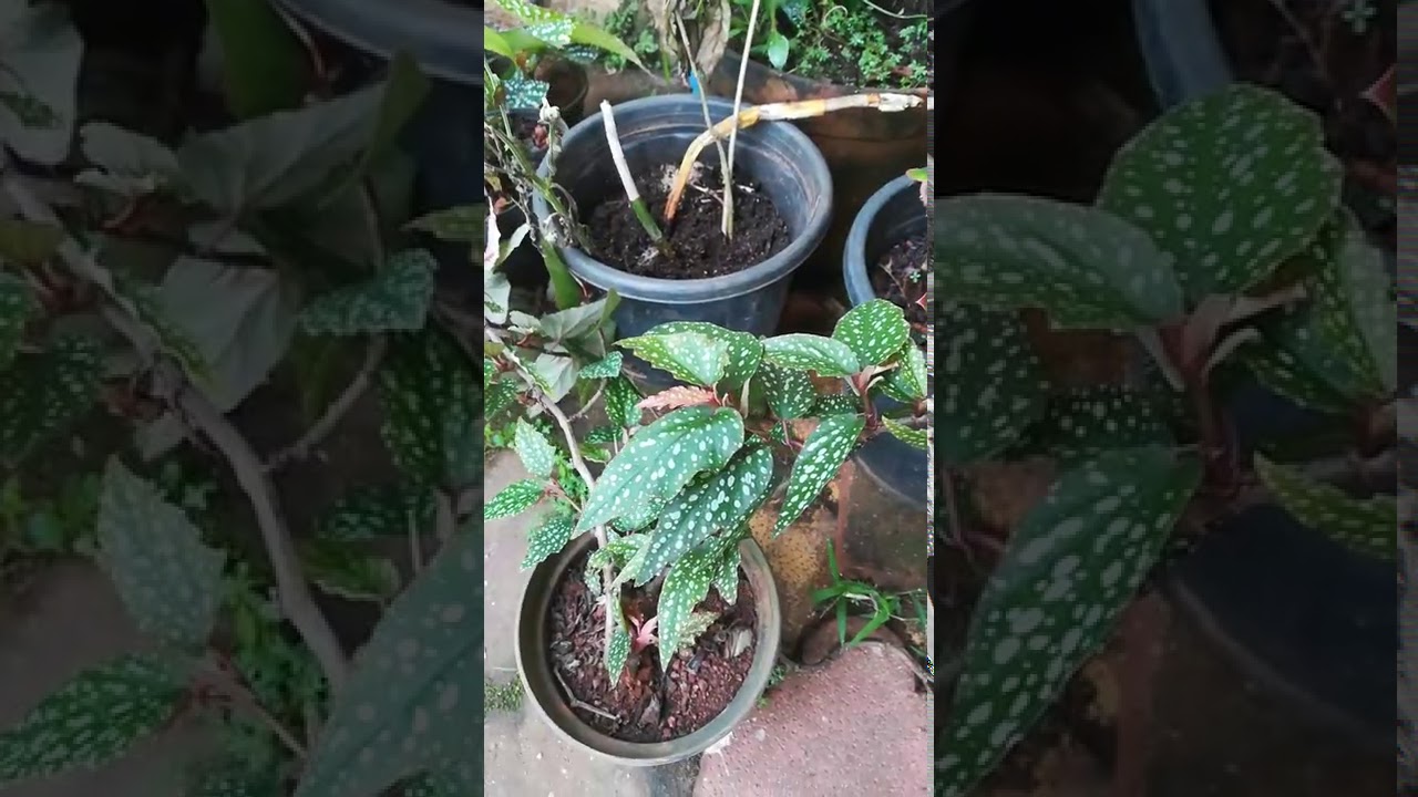 Begonia plant collection and care tips..check link in description below👇