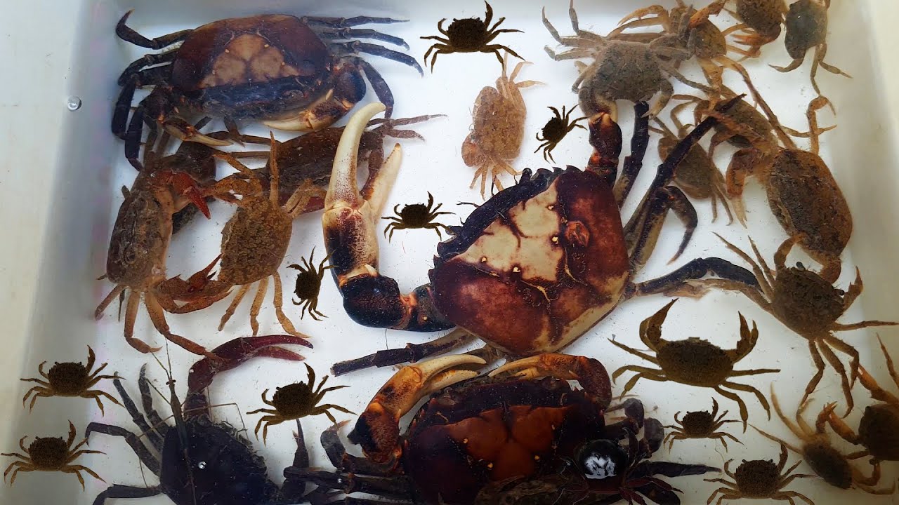 Recreational fishing in the countryside, I got crab, fish, aquatic insect