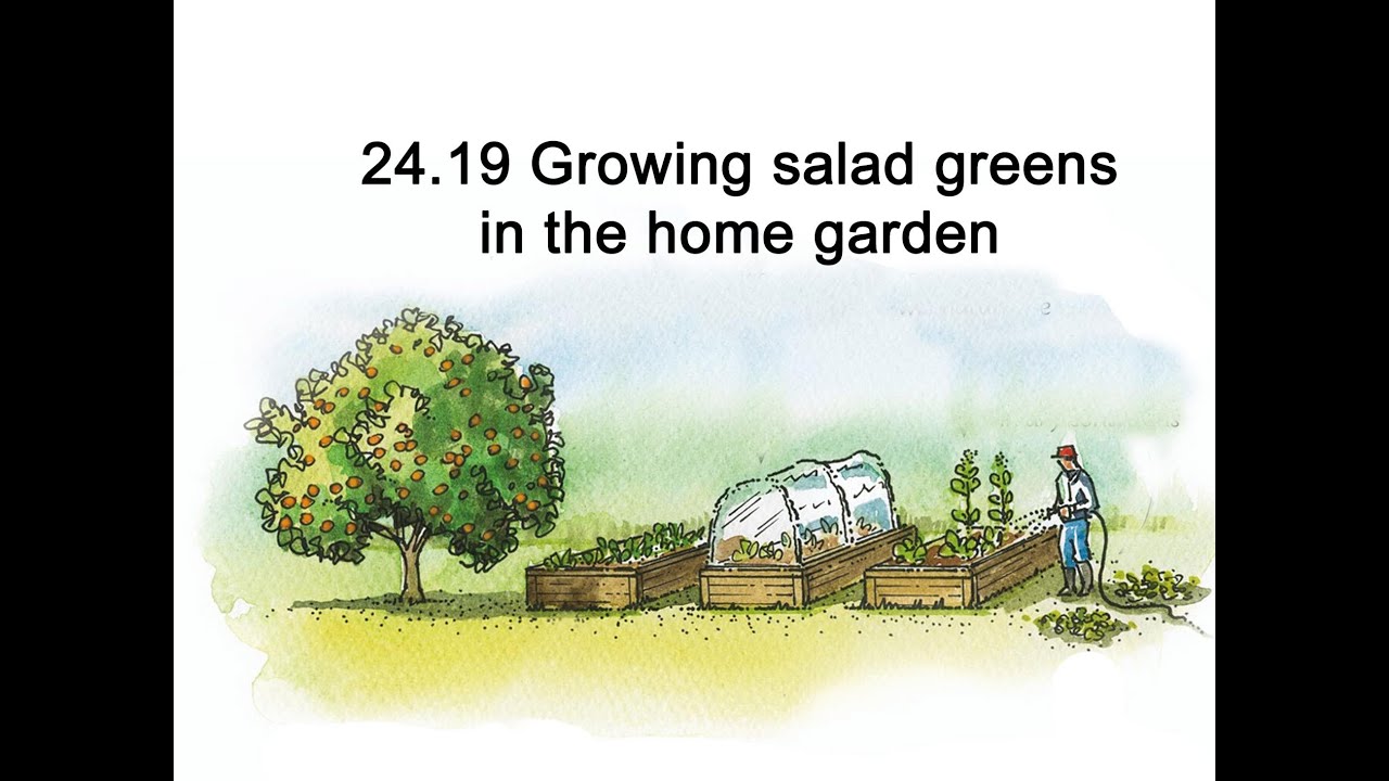 Salad greens - the magic crop that you can grow in any situation, at any time of the year