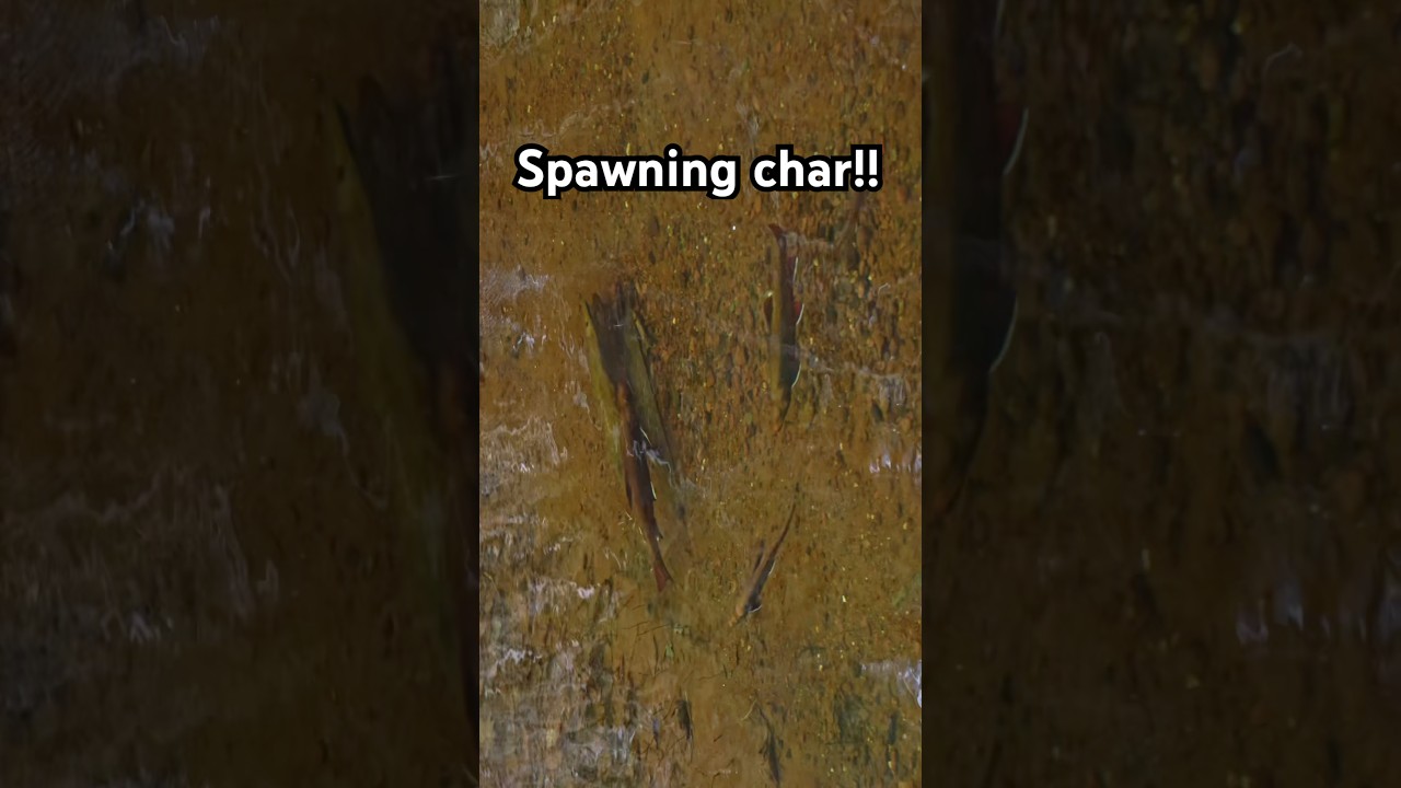2025 spawn! #brooktrout #trout #flyfishing #spawn