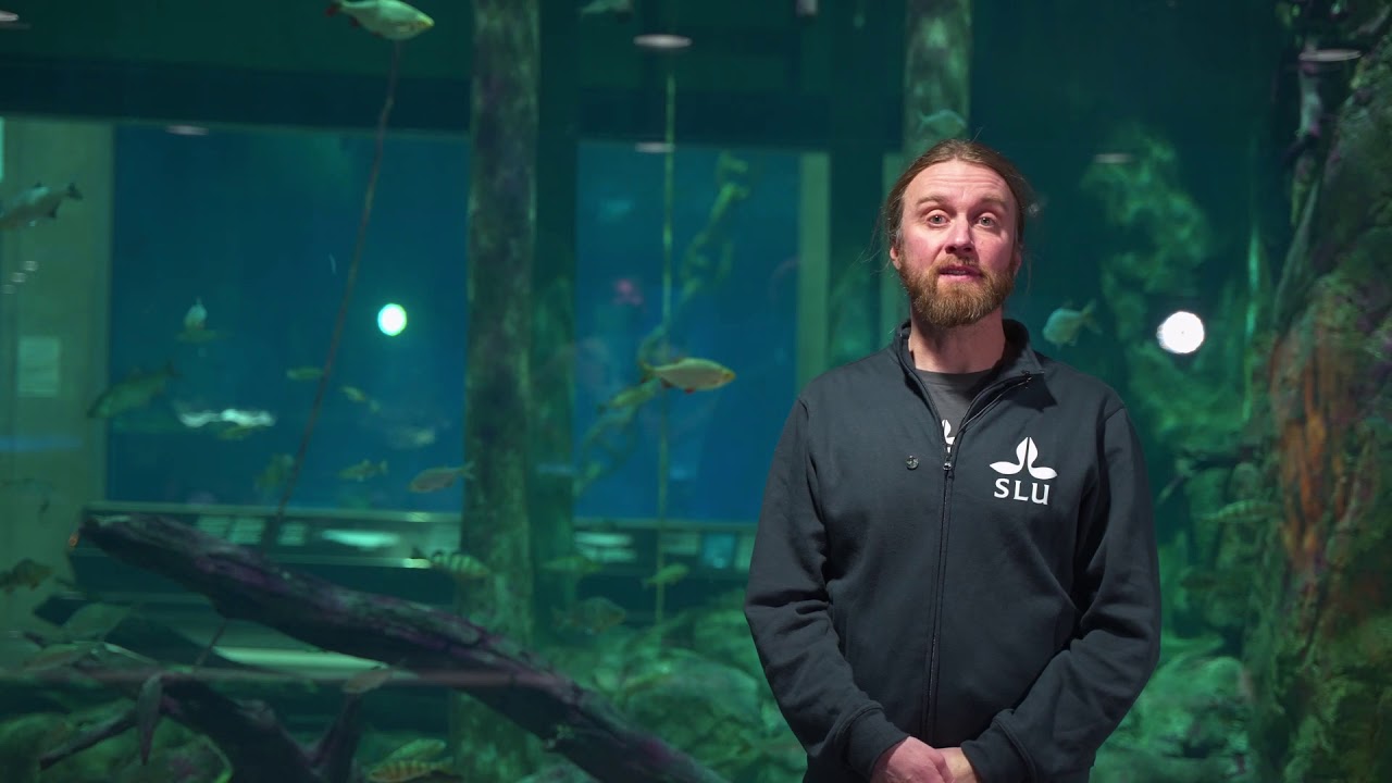 Upptäck Östersjön på Baltic Sea Science Center (kortare version)