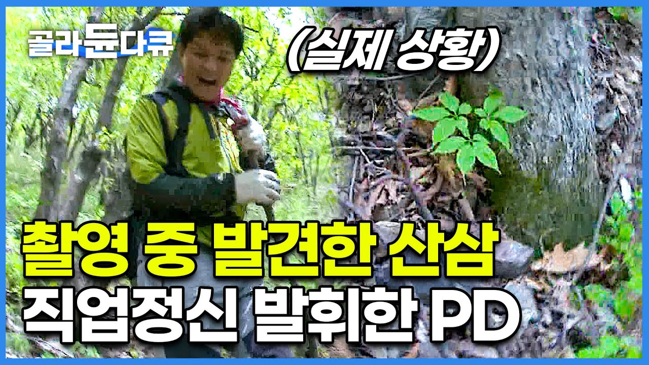 (실제 상황) 촬영 중 산삼 발견한 극한직업 PD의 프로 정신│극한직업│#골라듄다큐