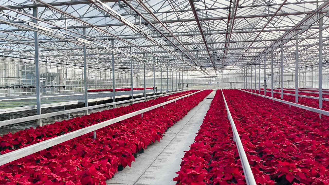 Local farm grows over 40,000 poinsettias every holiday season! | My Go-To