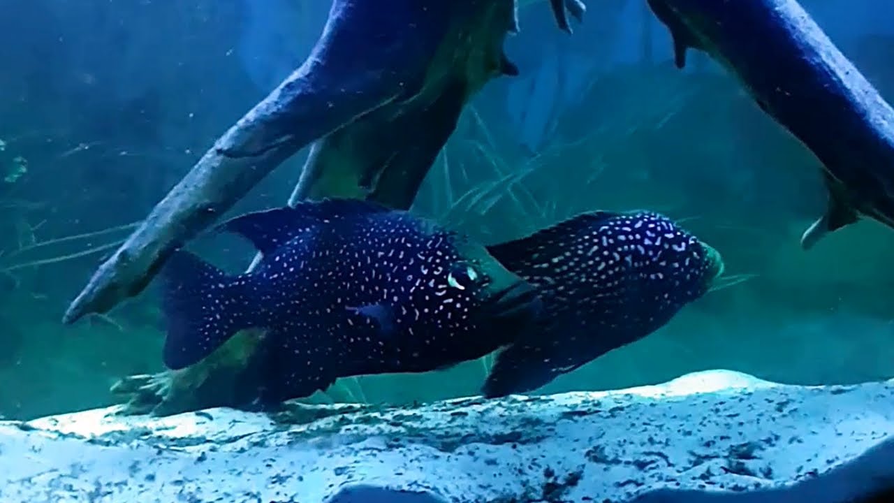 El cíclido diamante negro (Paratilapia polleni) Ficha Técnica