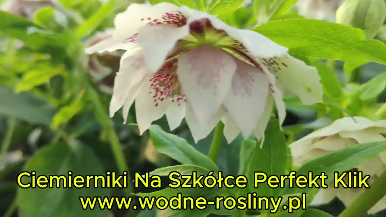 🌿🌸 Ciemierniki w naszej szkółce – marzec 2026 🌸🌿